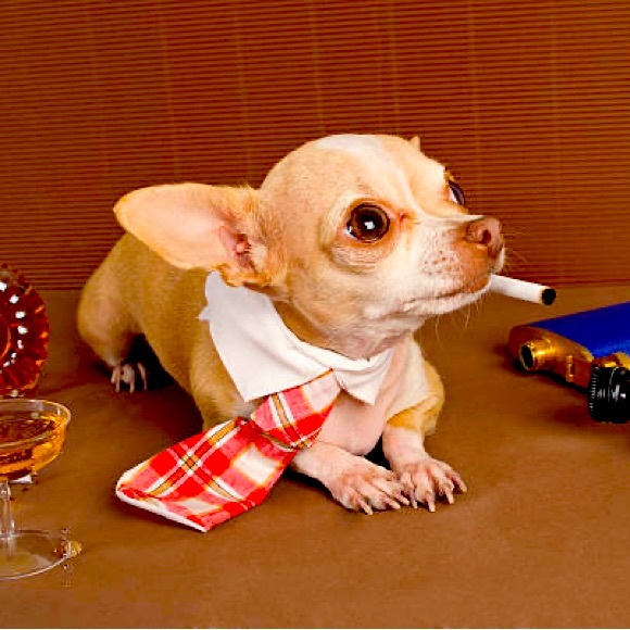 Meet your Posher, Posh - Picture 1 of 2